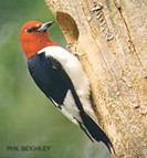 red-headed woodpecker